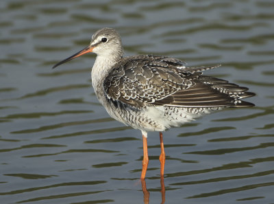 Spotted Redshank - Tringa erythrops (Zwarte Ruiter)