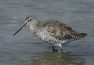 Spotted Redshank - Tringa erythrops (Zwarte Ruiter)