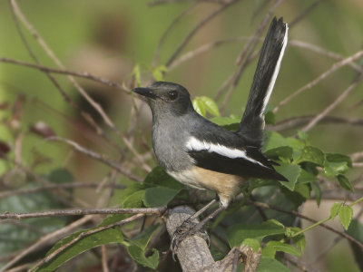 Oriental Magpie Robin - Copsychus saularis (Dayallijster)