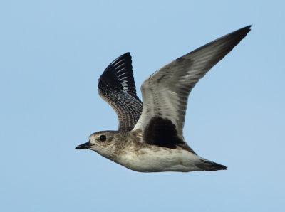 Grey Plover - Pluvialis squatarola (Zilverplevier)