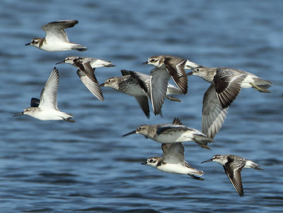 Mixed wader flock