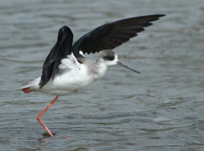Black-winged Stilt - Himantopus himantopus