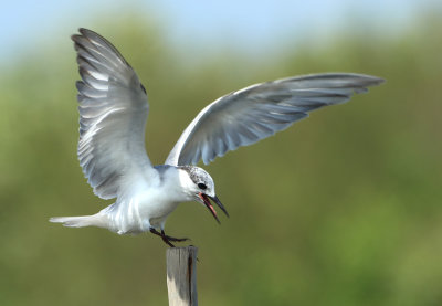 Whiskered Tern - Chlidonias hybrida (Witwangstern)