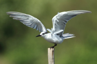 Whiskered Tern - Chlidonias hybrida (Witwangstern)