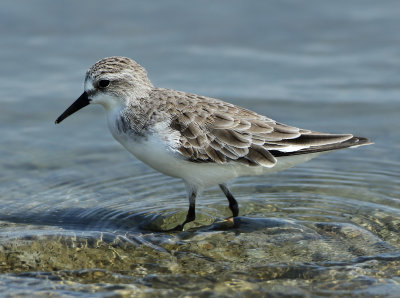 Red-necked Stint - Calidris ruficollis (Roodkeelstrandloper)