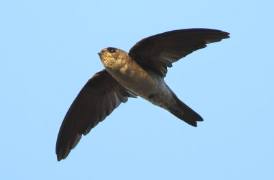 Germains Swiftlet - Collocalia germani