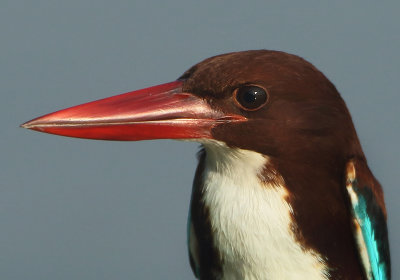 White-throated Kingfisher - Halcyon smyrnensis (Smyrna IJsvogel)