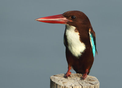 White-throated Kingfisher - Halcyon smyrnensis (Smyrna IJsvogel)