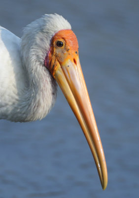 Painted Stork - Mycteria leucocephala (Indische Nimmerzat)