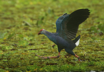Grey-headed Swamphen - Porphyrio poliocephalus (Grijskoppurperkoet)