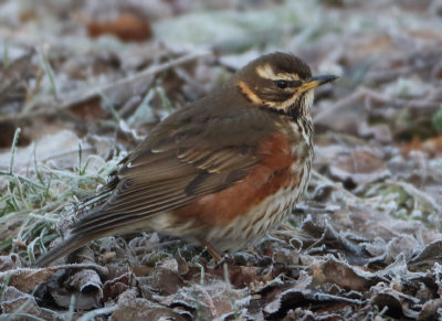 Redwing - Turdus iliaca (Koperwiek)