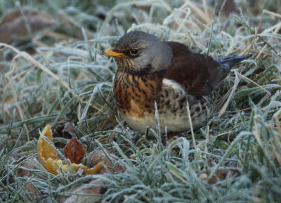 Fieldfare - Turdus pilaris (Kramsvogel)