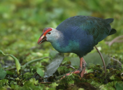 Grey-headed Swamphen - Porphyrio poliocephalus (Grijskoppurperkoet)