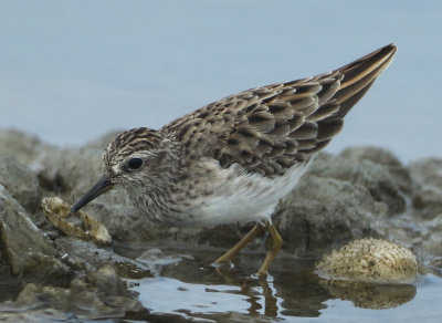 Long-toed Stint - Calidris subminuta (Taigastrandloper)