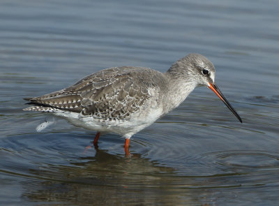 Spotted Redshank - Tringa erythrops (Zwarte Ruiter)