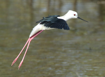 Black-winged Stilt - Himantopus himantopus