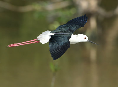 Black-winged Stilt - Himantopus himantopus