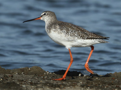 Spotted Redshank - Tringa erythrops (Zwarte Ruiter)