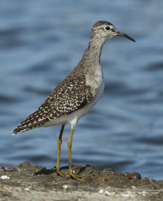 Wood Sandpiper - Tringa glareola (Bosruiter)