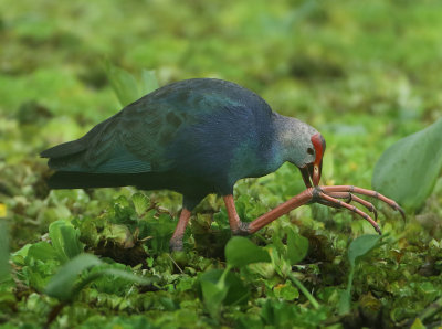 Grey-headed Swamphen - Porphyrio poliocephalus (Grijskoppurperkoet)