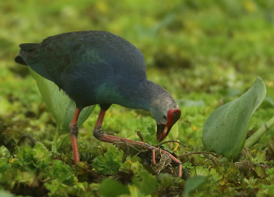 Grey-headed Swamphen - Porphyrio poliocephalus (Grijskoppurperkoet)