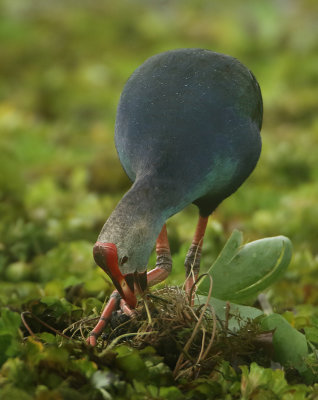 Grey-headed Swamphen - Porphyrio poliocephalus (Grijskoppurperkoet)