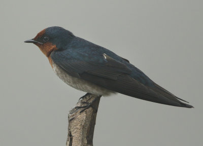 Pacific Swallow - Hirundo tahitica (Zuidzeezwaluw)