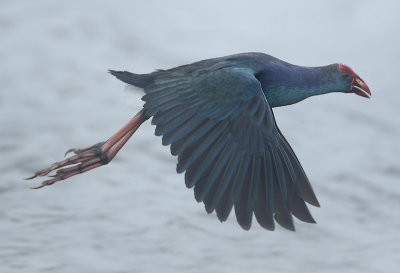 Grey-headed Swamphen - Porphyrio poliocephalus (Grijskoppurperkoet)