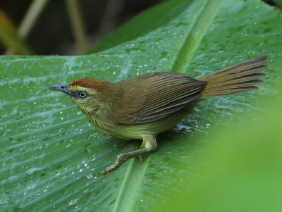 Pin-striped Tit-Babbler - Macronus gularis