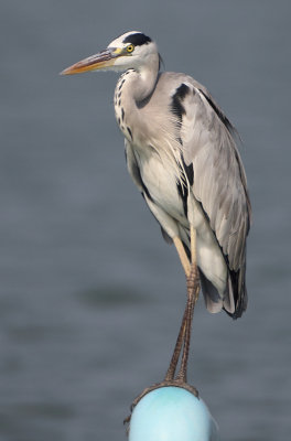 Grey Heron - Ardea cinerea jouyi (Blauwe Reiger)