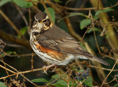 Redwing - Turdus iliacus (Koperwiek)