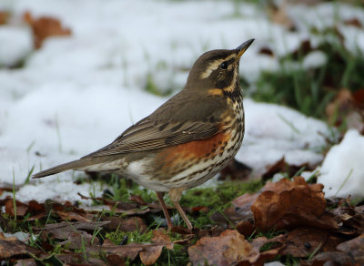 Redwing - Turdus iliacus (Koperwiek)
