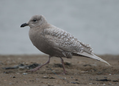 Iceland Gull - Larus glaucoides (Kleine Burgemeester)