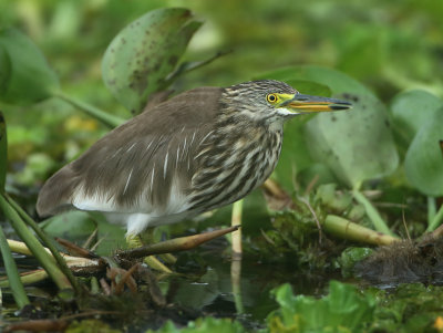 pond heron-spec - Ardeola spec.
