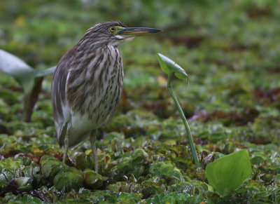 pond heron-spec - Ardeola spec.