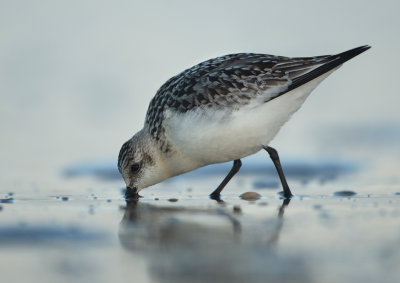 Sanderling - Calidris alba (Drieteenstrandloper)