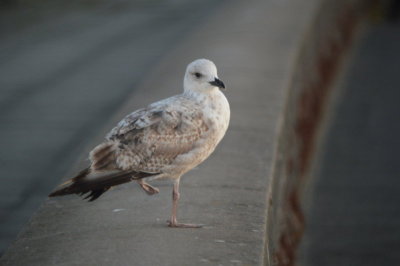 Seagull