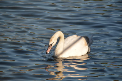 The Local Swan