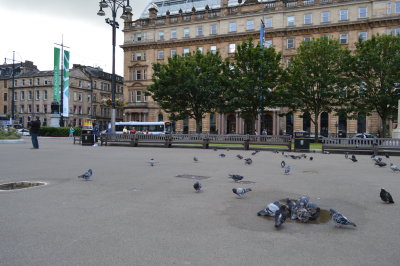 Pigeons Of The Square
