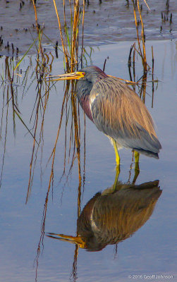 Green Heron