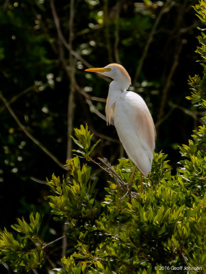 20150512-Cattle Egret.jpg