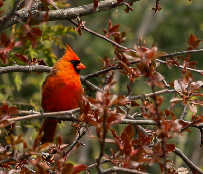 20110506-Cardinal 2.jpg