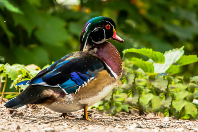 20130830-wood duck.jpg