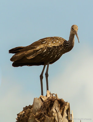 20150512-Limpkin 2.jpg