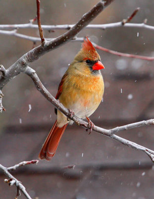 20120224-female Cardinal.jpg