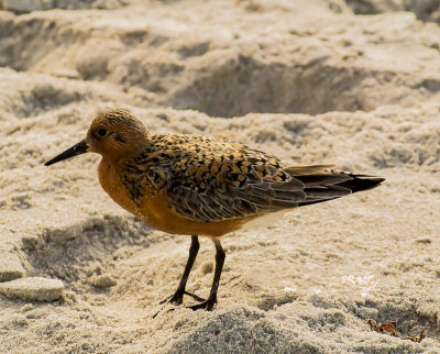 20150514-Redknot 2.jpg