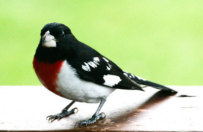 20100630-Rose Breasted Grosbeak.jpg