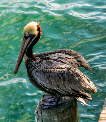 20070212-Pelican 2.jpg