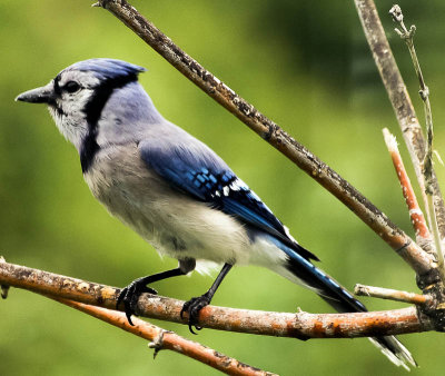20080702-Bluejay.jpg