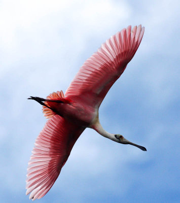 20100208-Roseate Spoonbill.jpg